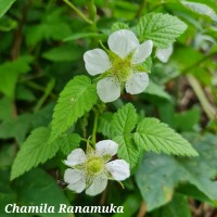 Rubus rosifolius Sm.